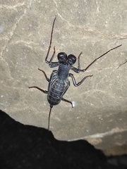 Mastigoproctus