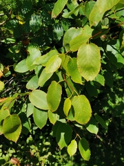 Amelanchier arborea