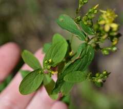 Hypericum punctatum