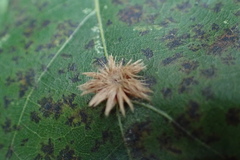 Cynipoidea