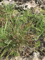 Carex myosuroides