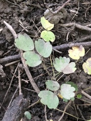 Thalictrum dasycarpum