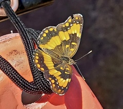 Chlosyne californica