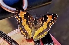 Chlosyne californica