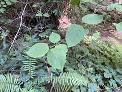 Euonymus occidentalis