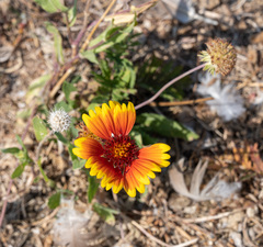 Gaillardia pulchella