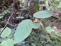 Euonymus occidentalis