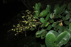 Cupania cinerea