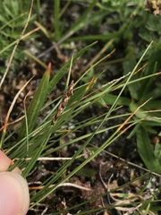 Carex myosuroides