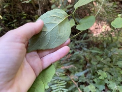 Euonymus occidentalis