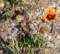 Gaillardia pulchella