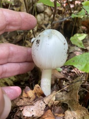Amanita bisporigera