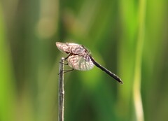 Leucorrhinia frigida
