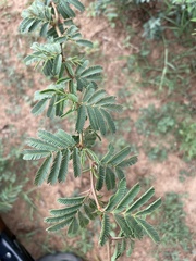 Vachellia schaffneri bravoensis