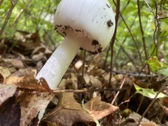 Amanita bisporigera