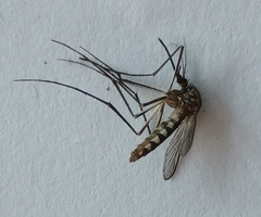 Aedes vexans