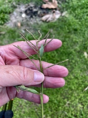 Paspalum paniculatum
