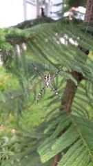 Argiope appensa