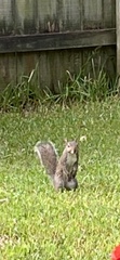 Sciurus carolinensis