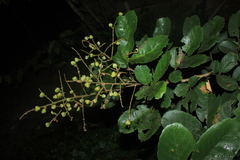 Cupania cinerea