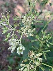 Arnoglossum atriplicifolium