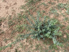 Vachellia schaffneri bravoensis