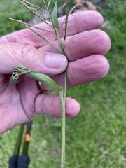 Paspalum paniculatum