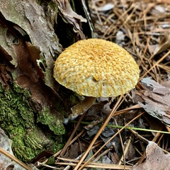 Boletellus ananas