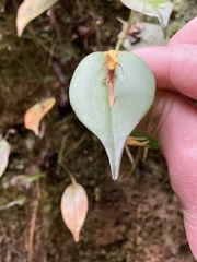 Pleurothallis killipii