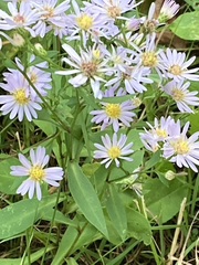 Symphyotrichum ciliolatum