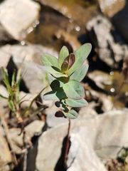 Hypericum virginicum