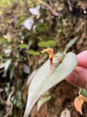 Pleurothallis killipii