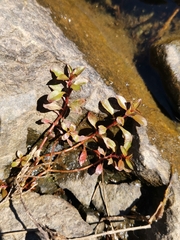Ludwigia palustris