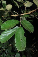 Cupania cinerea