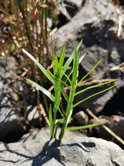 Dulichium arundinaceum