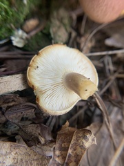 Tricholomopsis rutilans