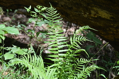 Homalosorus pycnocarpos