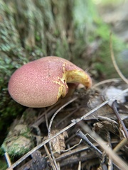 Tricholomopsis rutilans
