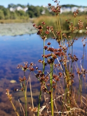 Juncus canadensis