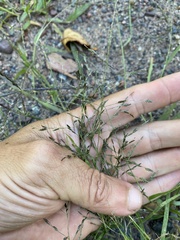 Eragrostis pectinacea