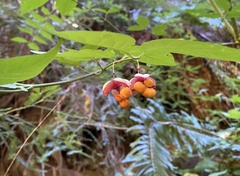Euonymus occidentalis