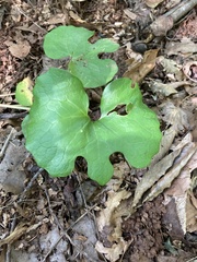 Sanguinaria canadensis