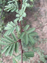 Vachellia schaffneri bravoensis