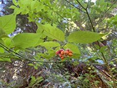 Euonymus occidentalis