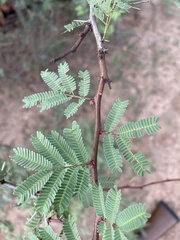 Vachellia schaffneri bravoensis