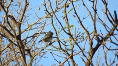 Serpophaga griseicapilla