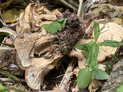 Lentinellus cochleatus