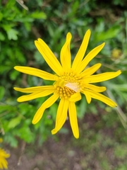 Euryops chrysanthemoides