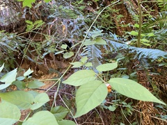 Euonymus occidentalis