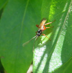 Degithina